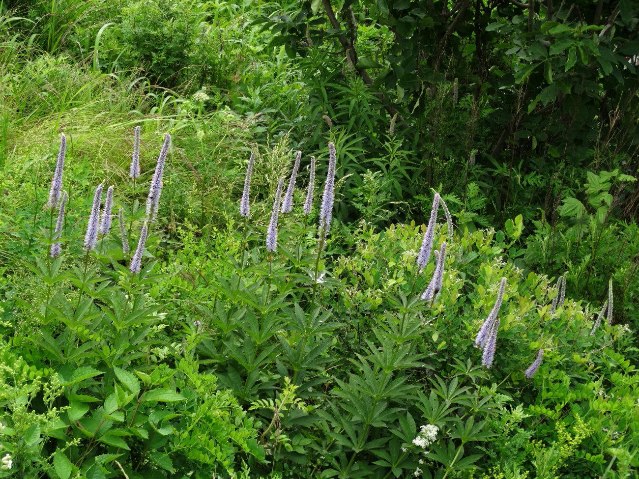 Изображение особи Veronicastrum sibiricum.