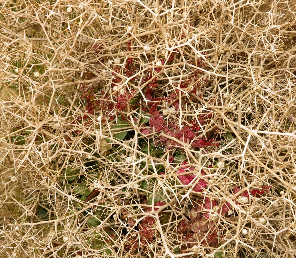 Image of Rumex vesicarius specimen.