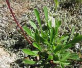 Campanula saxifraga. Нижняя часть цветущего растения. Кабардино-Балкария, Эльбрусский р-н, долина р. Ирик, ок. 2700 м н.у.м. 14.07.2016.