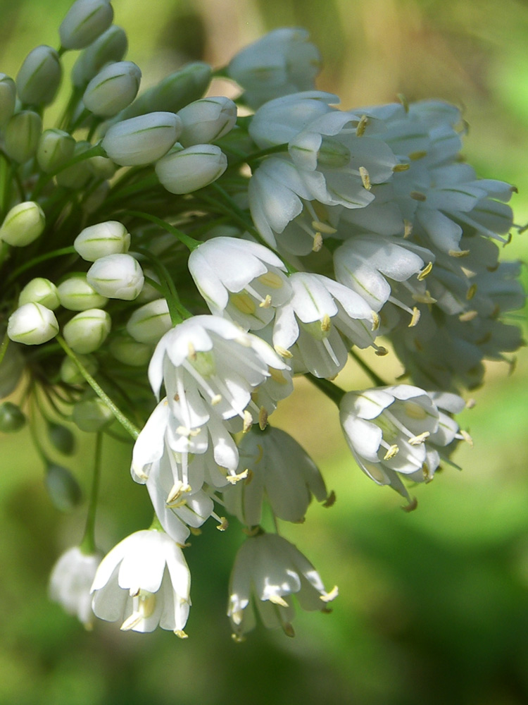 Изображение особи Allium myrianthum.