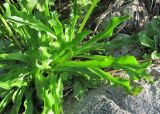 Taraxacum confusum