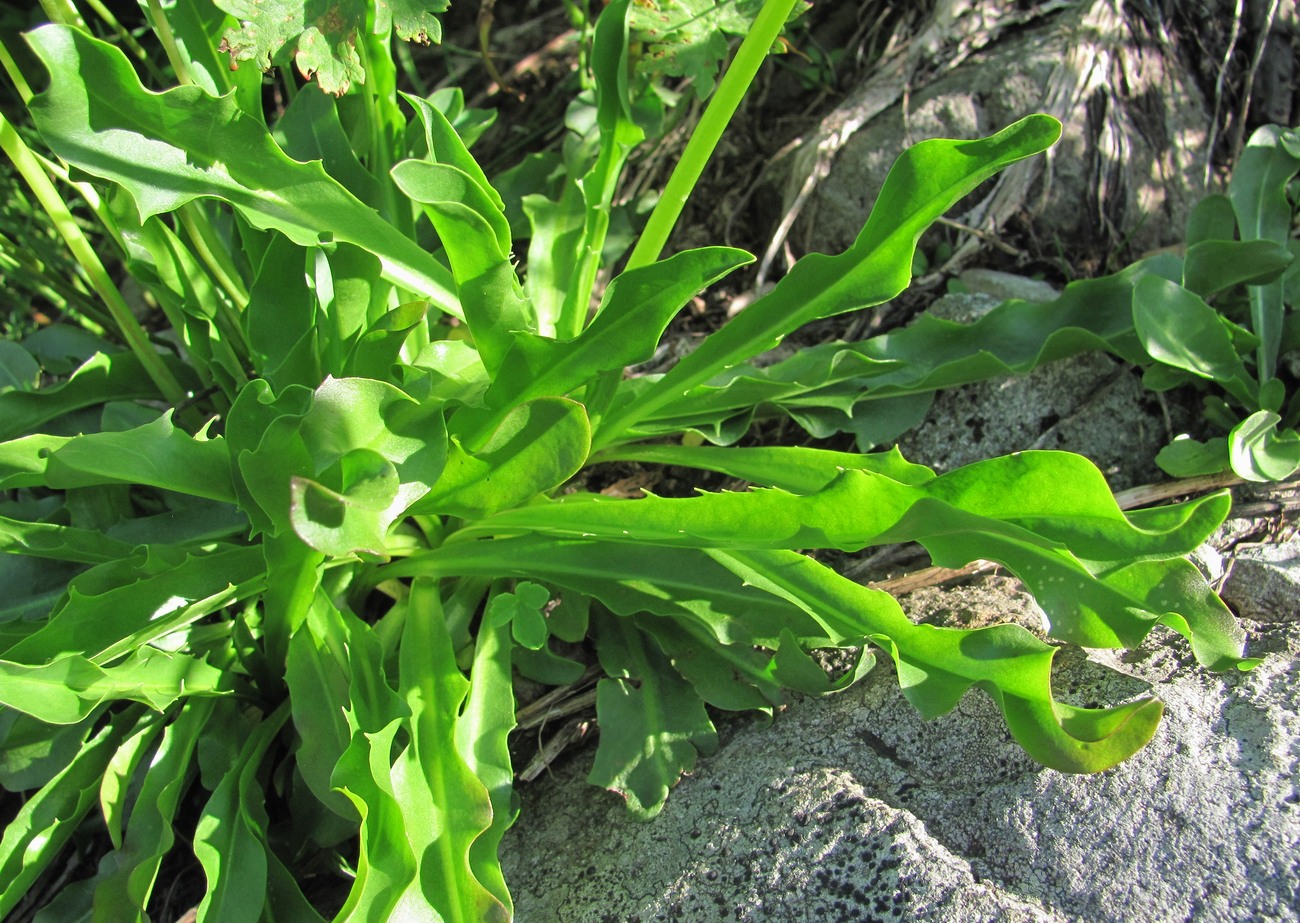 Изображение особи Taraxacum confusum.