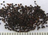 Image of taxon representative. Author is Сергей Банкетов