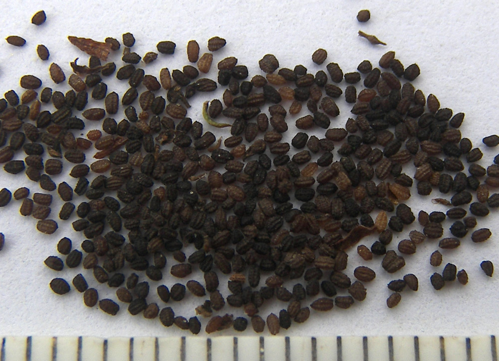 Image of Scrophularia umbrosa specimen.