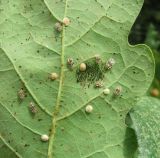 Image of taxon representative. Author is Геннадий Окатов