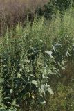 Cyclachaena xanthiifolia. Группа цветущих растений. Московская обл., обочина Лыткаринского ш. близ Томилино. 22.08.2016.