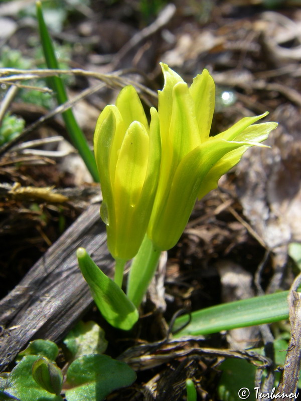 Image of genus Gagea specimen.