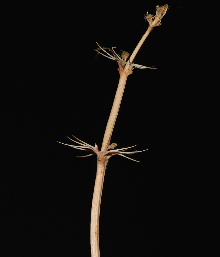 Image of Moluccella laevis specimen.