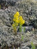Galium verum. Цветущие растения. Исландия, национальный парк Ватнайокюдль (южная часть), окр. ледника Скафтафельсйокюдль, мохово-лишайниковая тундра. 04.08.2016.