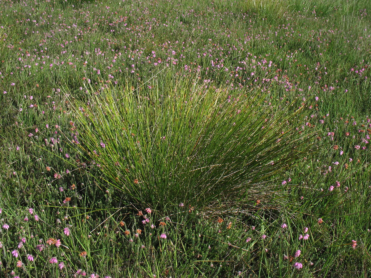 Изображение особи Trichophorum cespitosum ssp. germanicum.