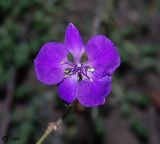 Delphinium consolida