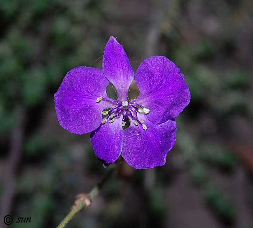 Image of Delphinium consolida specimen.