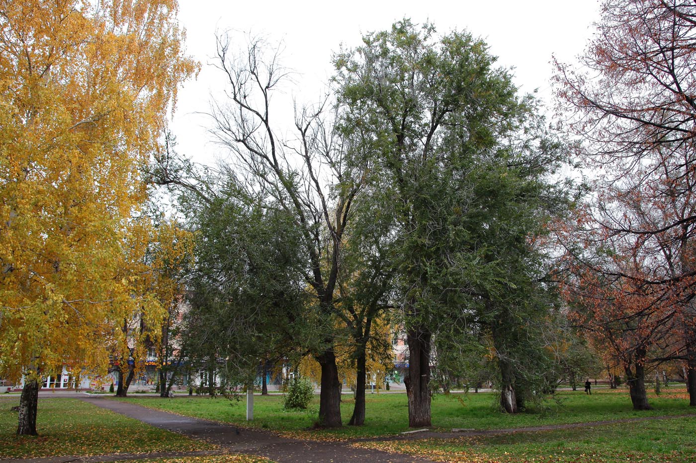 Image of Ulmus pumila specimen.