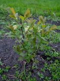 Lonicera caerulea