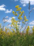 Galium verum