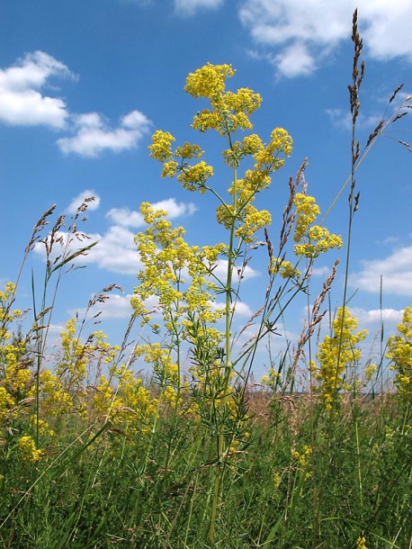 Изображение особи Galium verum.