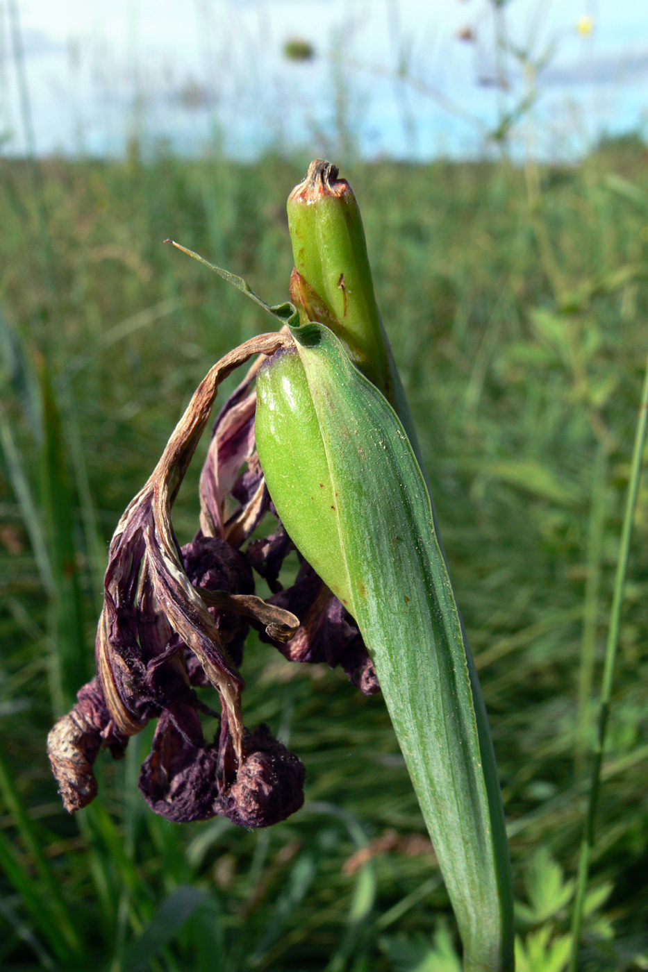 Image of Iris ensata specimen.
