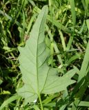 Atriplex sagittata. Лист (нижняя сторона). Восточный Казахстан, Уланский р-н, окр.с. Украинка, луг. 19.07.2016.