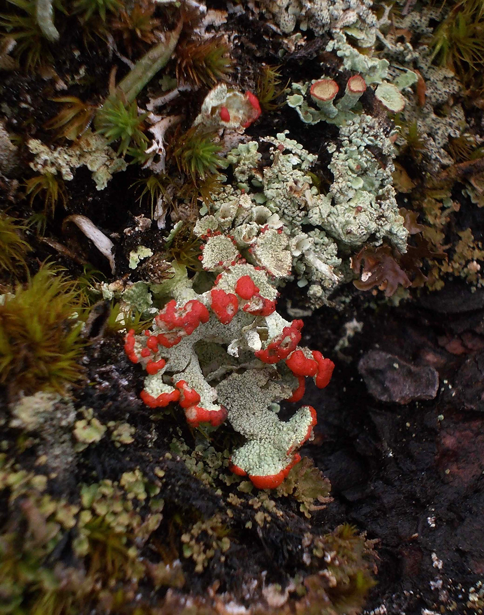 Изображение особи Cladonia pleurota.