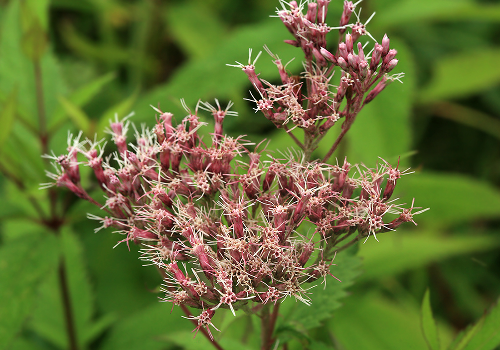 Изображение особи Eupatorium glehnii.