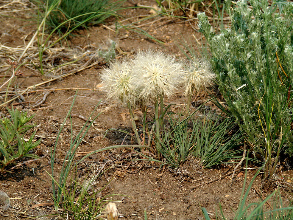 Image of Scorzonera austriaca specimen.