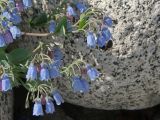 Mertensia maritima