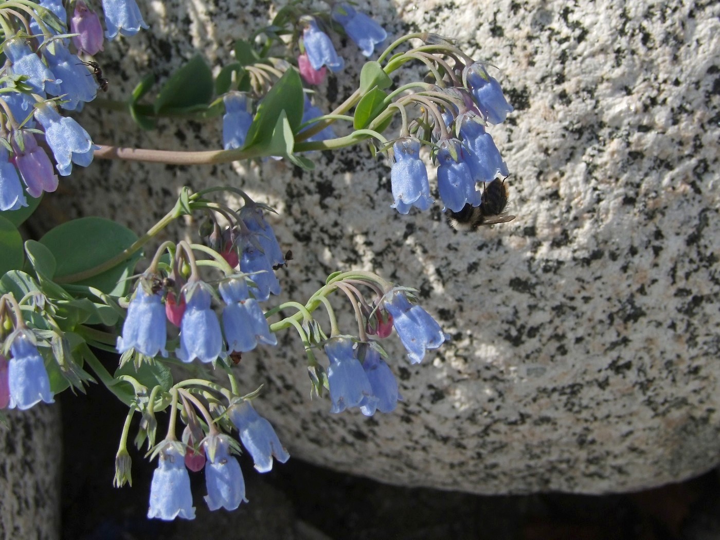 Image of Mertensia maritima specimen.