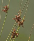 Juncus decipiens