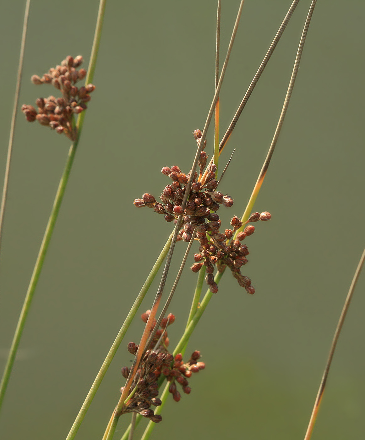 Изображение особи Juncus decipiens.