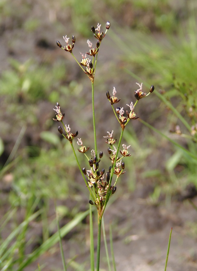 Image of Juncus compressus specimen.