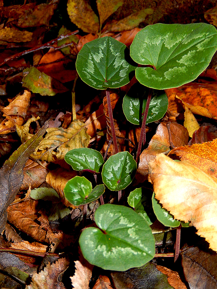 Image of Cyclamen coum specimen.