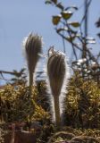 Pulsatilla patens