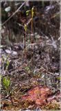 Drosera rotundifolia