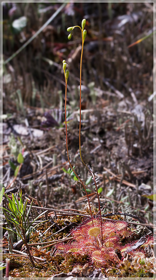 Изображение особи Drosera rotundifolia.