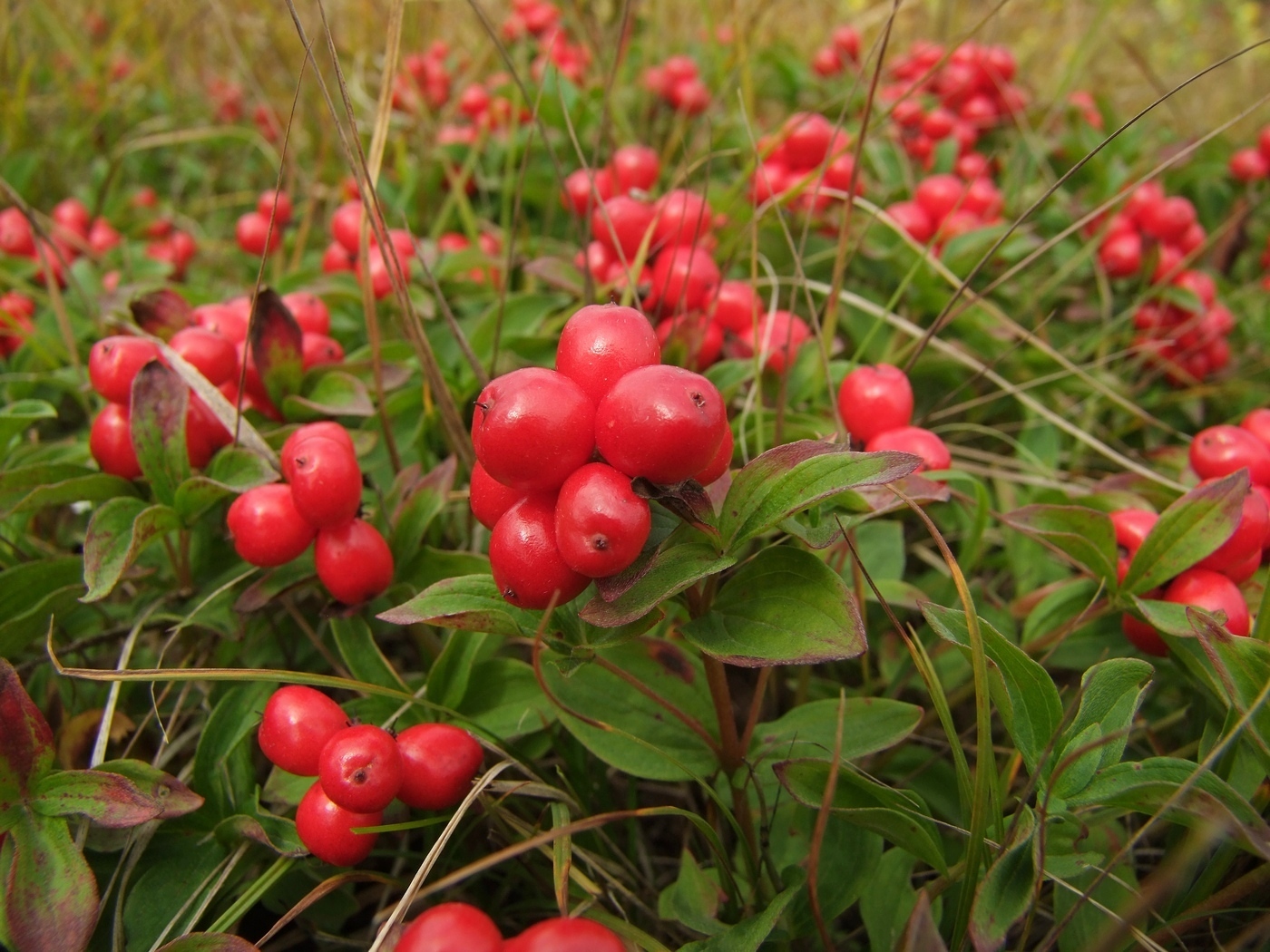 Изображение особи Chamaepericlymenum suecicum.