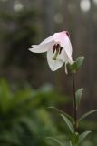 Lilium mackliniae