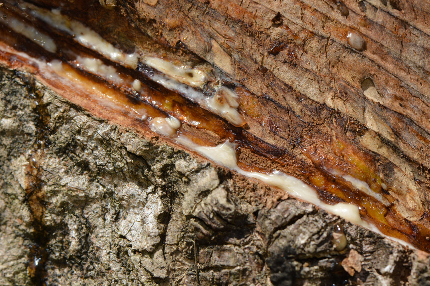 Image of Hevea brasiliensis specimen.