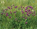 Astragalus onobrychis. Цветущее растение в злаково-луговой степи. Украина, Донецкая обл., Володарский р-н, заповедник \"Каменные Могилы\". Начало июня 2004 г.