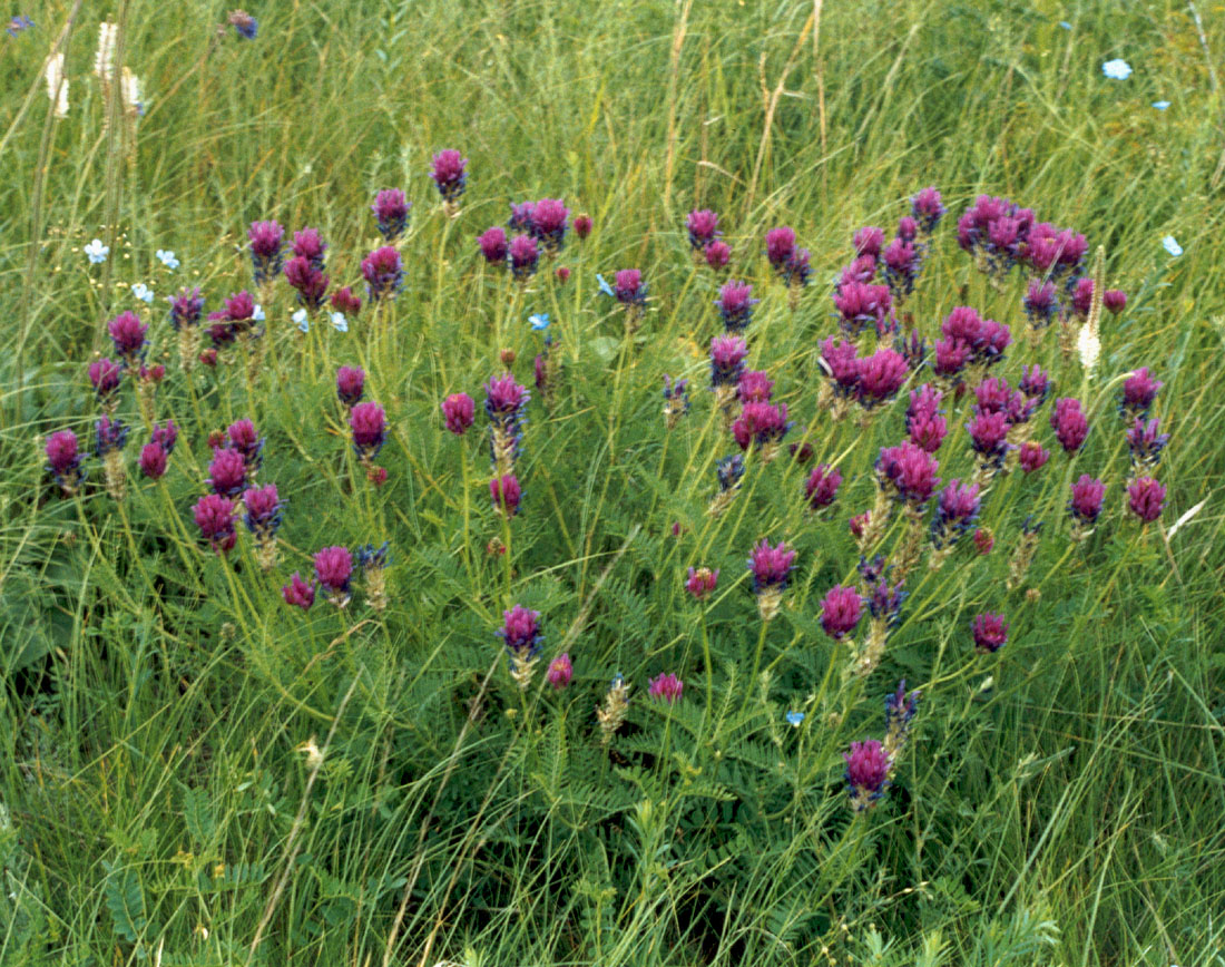 Изображение особи Astragalus onobrychis.