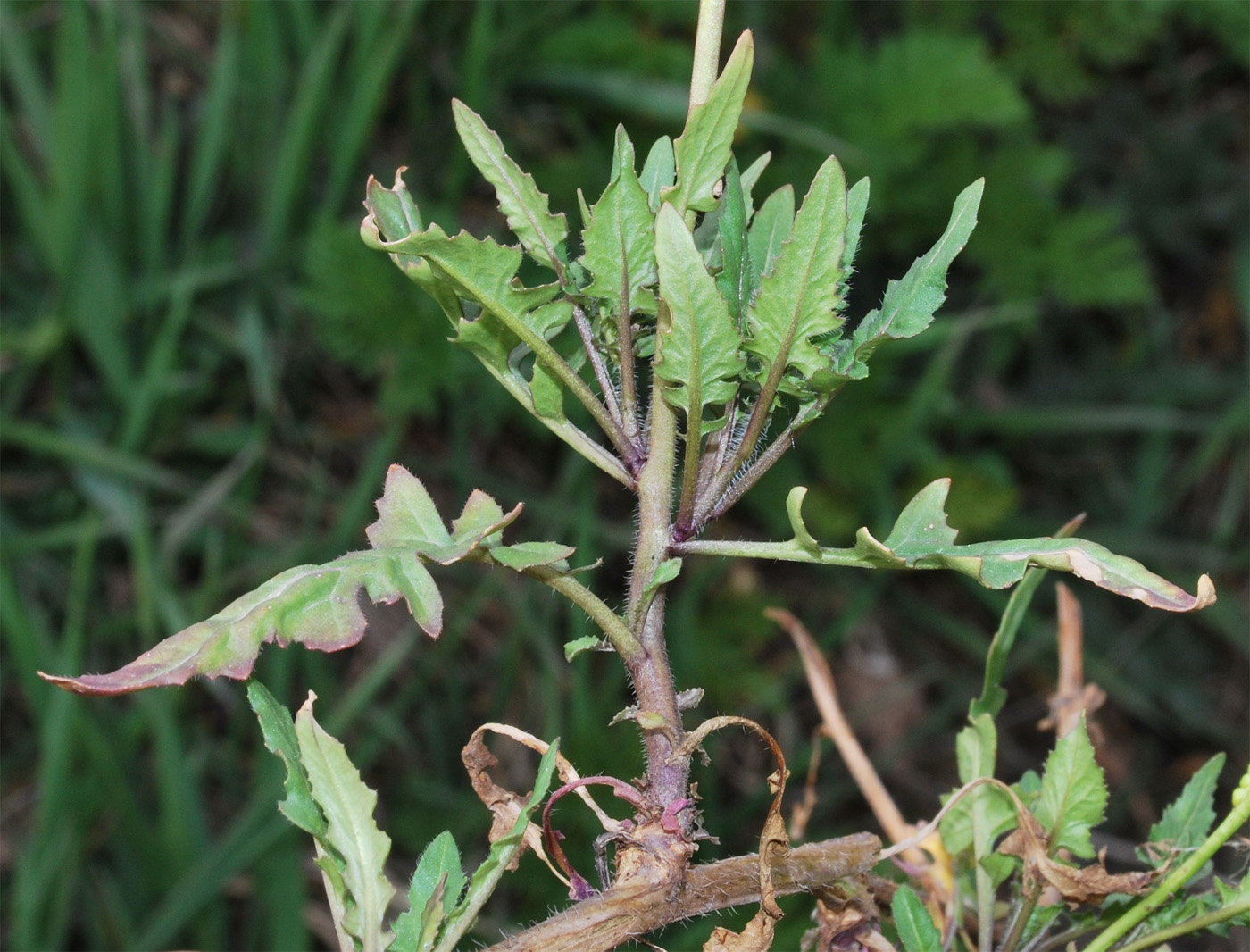 Image of Sisymbrium loeselii specimen.