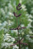 Urtica angustifolia. Верхушка зацветающего растения. Амурская обл., Магдагачинский р-н, окр. пос. Магдагачи, берег водохранилища (р. Горчаки). 29.06.2016.