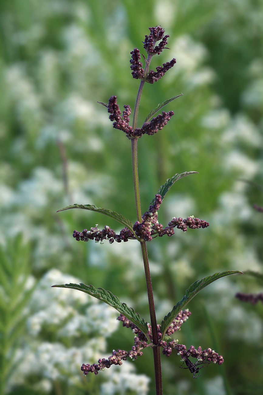 Изображение особи Urtica angustifolia.