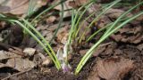 Crocus angustifolius. Плодоносящее растение. ЮЗ Крым, окр. с. Резервное, на грунтовой дороге в грабиннике. 11.04.2017.