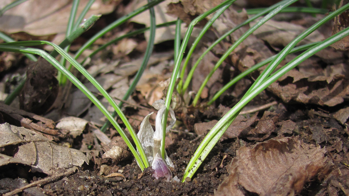 Изображение особи Crocus angustifolius.