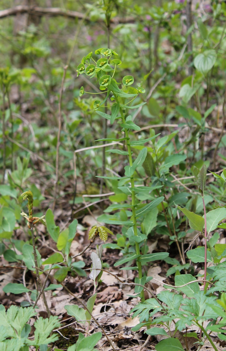 Изображение особи Euphorbia condylocarpa.