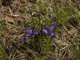 Iris ruthenica