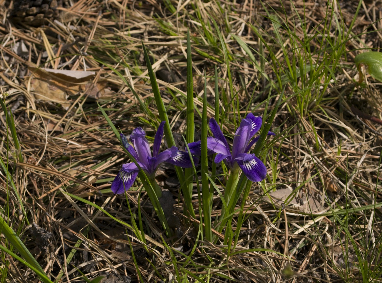 Изображение особи Iris ruthenica.