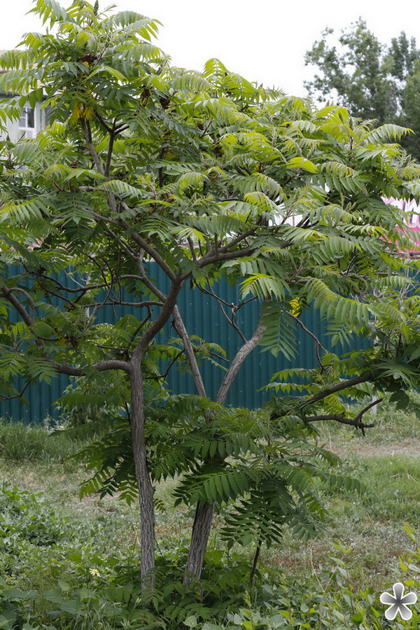 Image of Rhus typhina specimen.