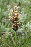 Carex divisa