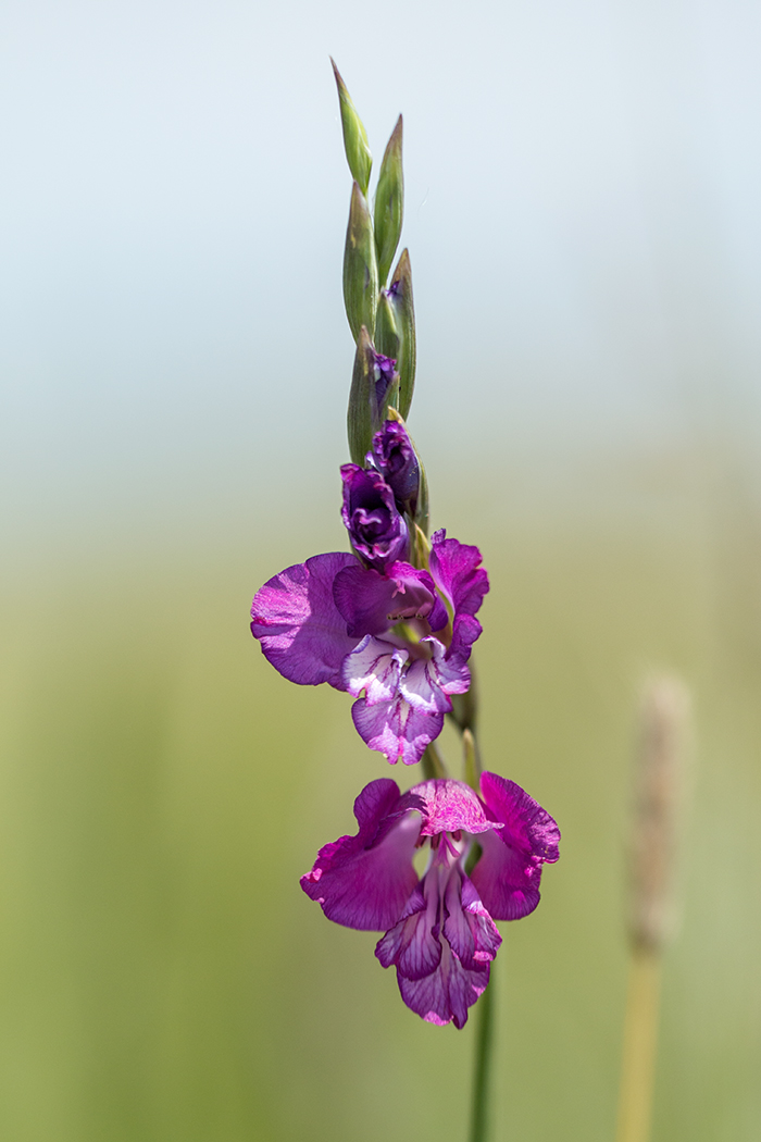 Image of Gladiolus tenuis specimen.